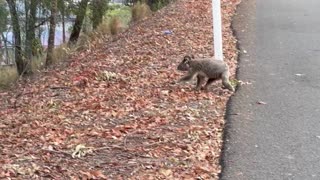 Koala Stops Traffic