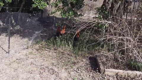 Short: Ms. Kitty and the Bachelor Pad Roosters have stare down!