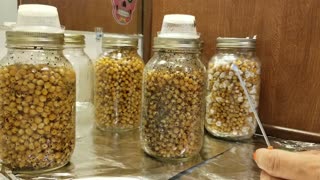 Bulk Popcorn Tek. Mycology