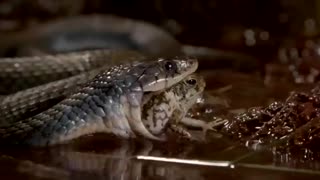 Snake trying to devour a frog