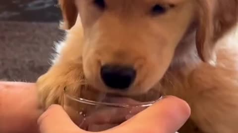 Puppy likes to drink water from glass