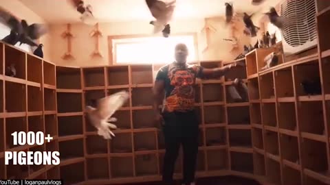 Mike Tyson's Pigeons