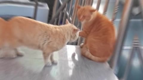 Epic Cat Showdown: Two Fierce Felines Battle it Out