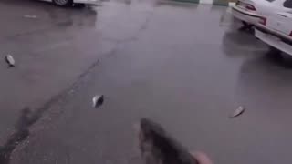 Fish Rain in Iran - Fish Fall from the Sky