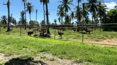 Ostrich & Crocodile Farm, Philippine