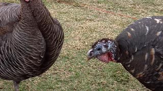 Calling the turkey hens