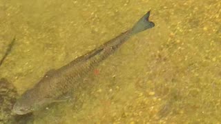 Beautiful chub in a river / beautiful fish in a river.