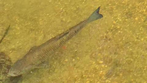 Beautiful chub in a river / beautiful fish in a river.