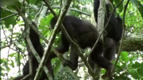 Chimpanzés canibais atacam outros macacos