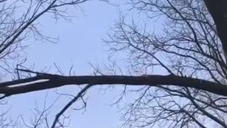 Danger Tree Trimming
