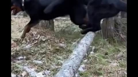 Black panther playing with a dog