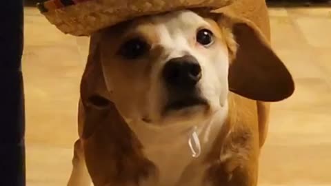 Sombrero Causes Dog to Freeze in Place