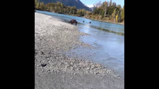 Chased By Bears In Alaska