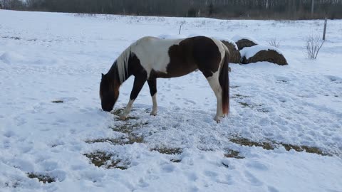 Avi digging through snow to eat bluegrass 4 Feb 2023