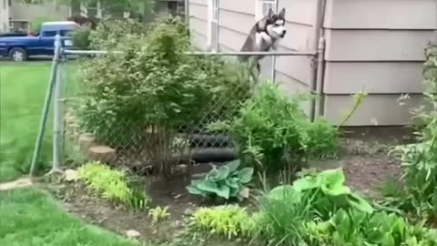 Husky dogs