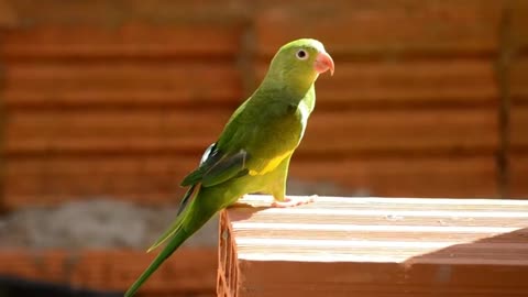 LIVE DICTIONARY - 4K Animal Footage - PARROT | CON VẸT | PERROQUET | PAPAGEI| A| 39 vlog