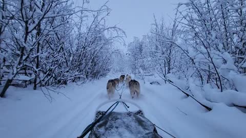 Amazing Husky Sledding & Mushing Experience In Fairbanks, Alaska
