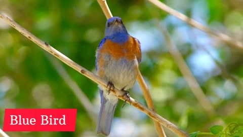 Birds video most beautiful birds of the planet Earth nature beauty video.