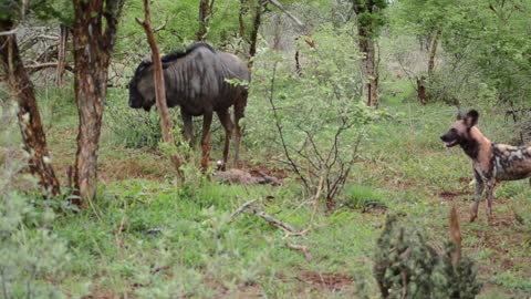 Wildebeest fighting for his life vs a pack of wild dogs