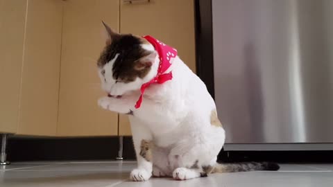 funny cat