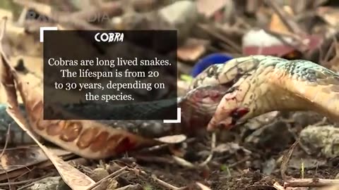 Same Big and strong. King Cobra VS Cobra, Who will win?