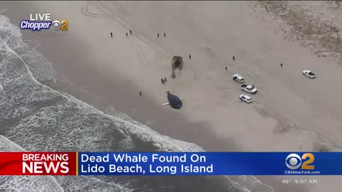 Dead whale found on Lido Beach