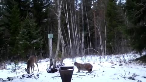 when the lynx attacks the deer