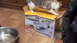 Amazing funny cats trading clips😂|| best funny cats || small video 😂||
