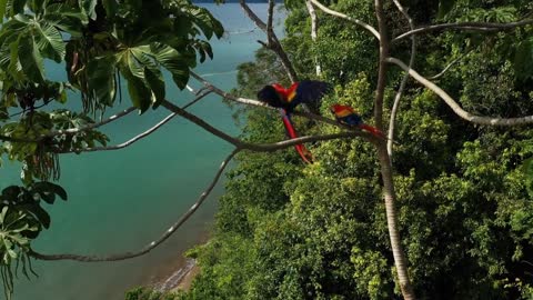 Amazon Rainforest 4K VIDEO