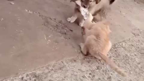 The Cat and the Dog War.