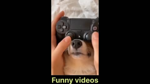 Animals funny videos 😛😛