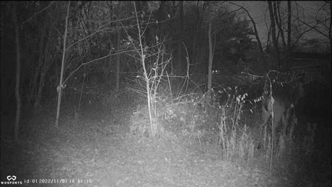 Backyard Trail Cams - Big Buck on Walk Path