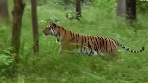 Tigers in the hunt, how the largest cat on the planet hunts
