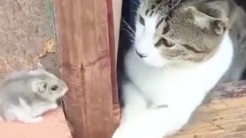 funny cats