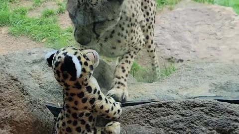 Cheetah Responds to Girl's Cheetah Stuffy At the Zoo