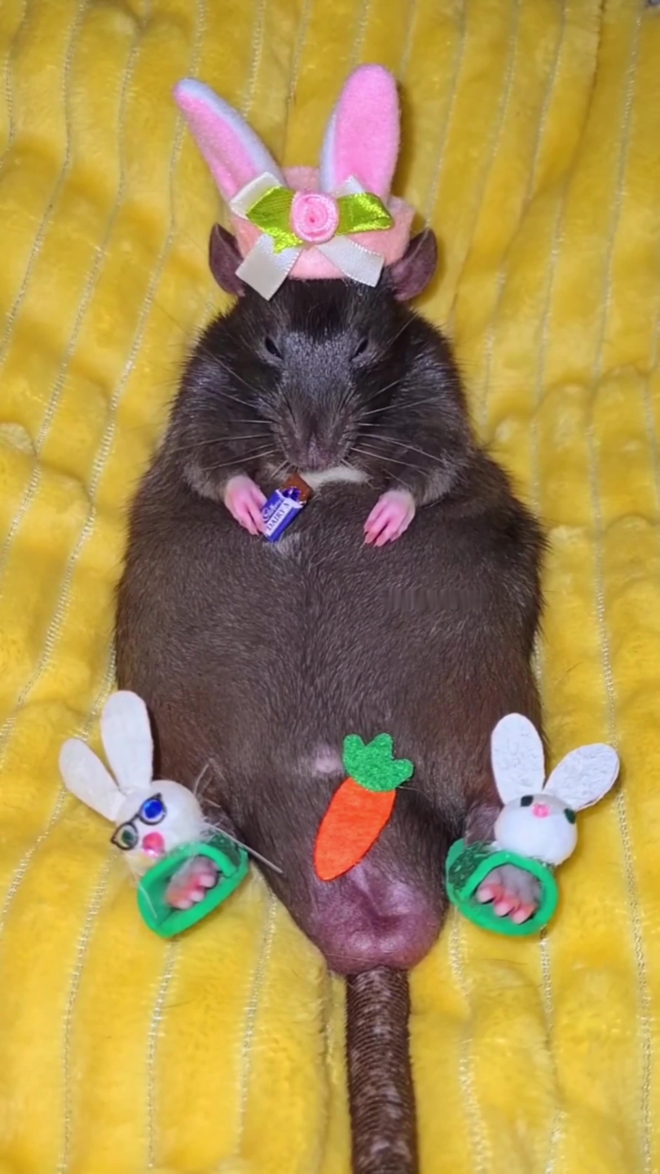 Rat Dressed Up: Discovering The Adorable World Of Pet Rodent Fashion