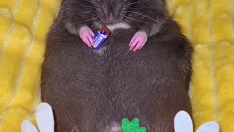 Rat Dressed Up For Easter