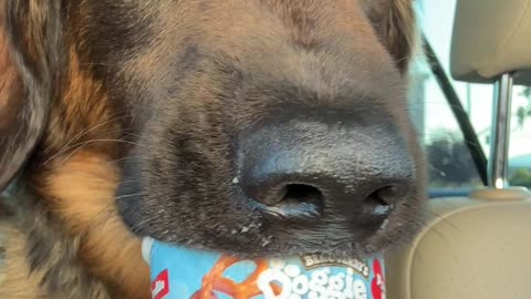 Sleepy Dog Nods Off While Eating Ice Cream Treat