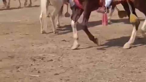 Horse dance rumble viral video today
