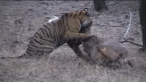 Tiger take down deer