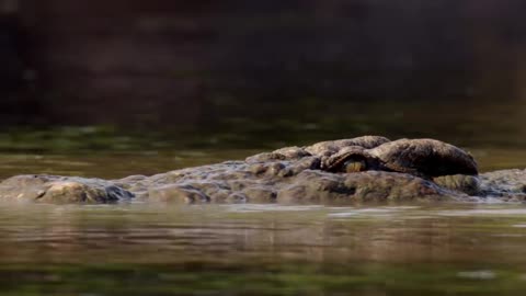 Nice crocodile