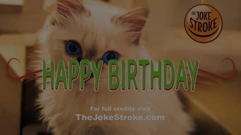 Birman Cat Birthday song