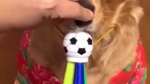 Spicy Surprise_ When Pets React to Unusual Tastes