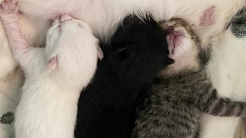 Nursing Kittens Argue Over Milk Supply