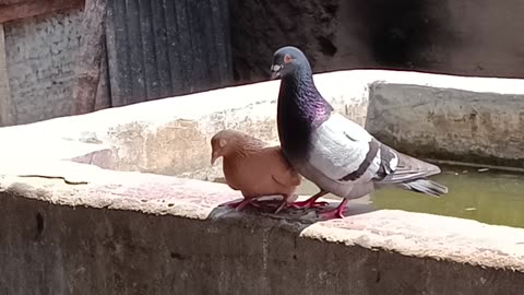 Beautiful pigeons