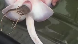 Stingray Giving Birth