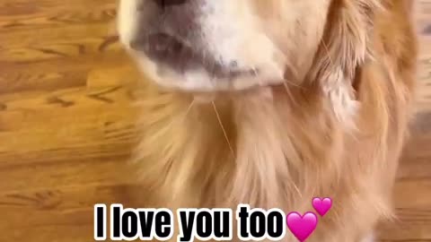 I Love You #dog #funnyshorts #lol #iloveyou #pets