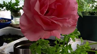 Enormous Gorgeous Rose