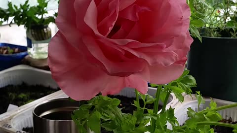 Enormous Gorgeous Rose