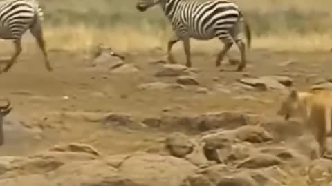 Wildebeest VS Lion
